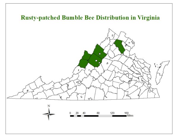 Distribution map of the Rusty patched Bumblebee