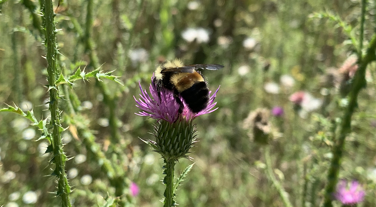 Multiple rusty patched bumble bees pollinating a patch of thistles
