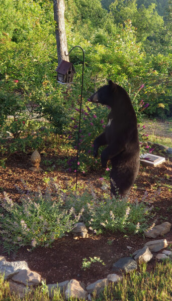 A black bear standing on its hind legs near a residential bird feeder