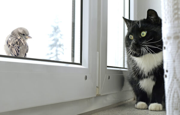 A indoor tuxedo cat stares at a bird through a window