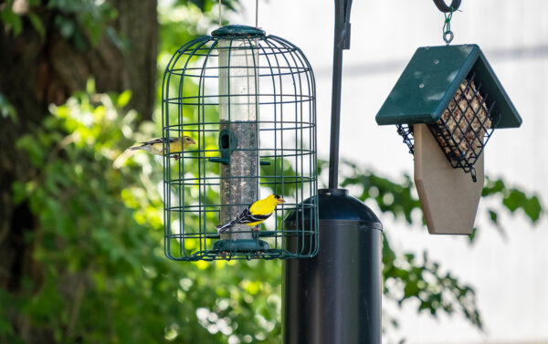 A bird feeder surrounded by a wire cage