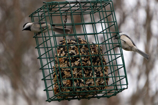 Two birds at a cage feeder containing suet