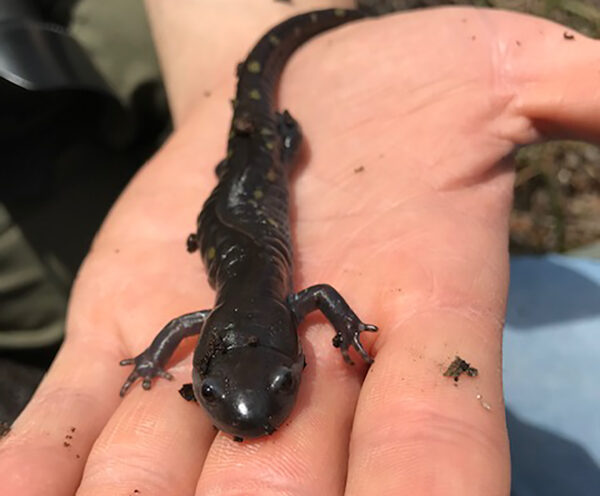 A hand size adult spotted salamander; this amphibian is black with yellow dots going down it's tail