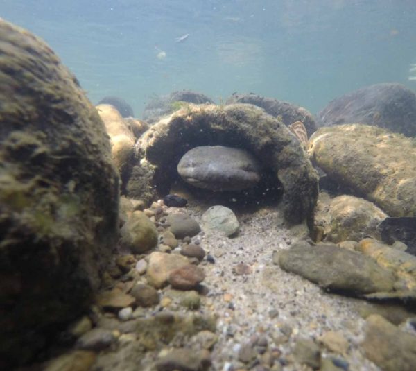 An image of a Male hellbender inside its underwater nest box which resembles a hollow log