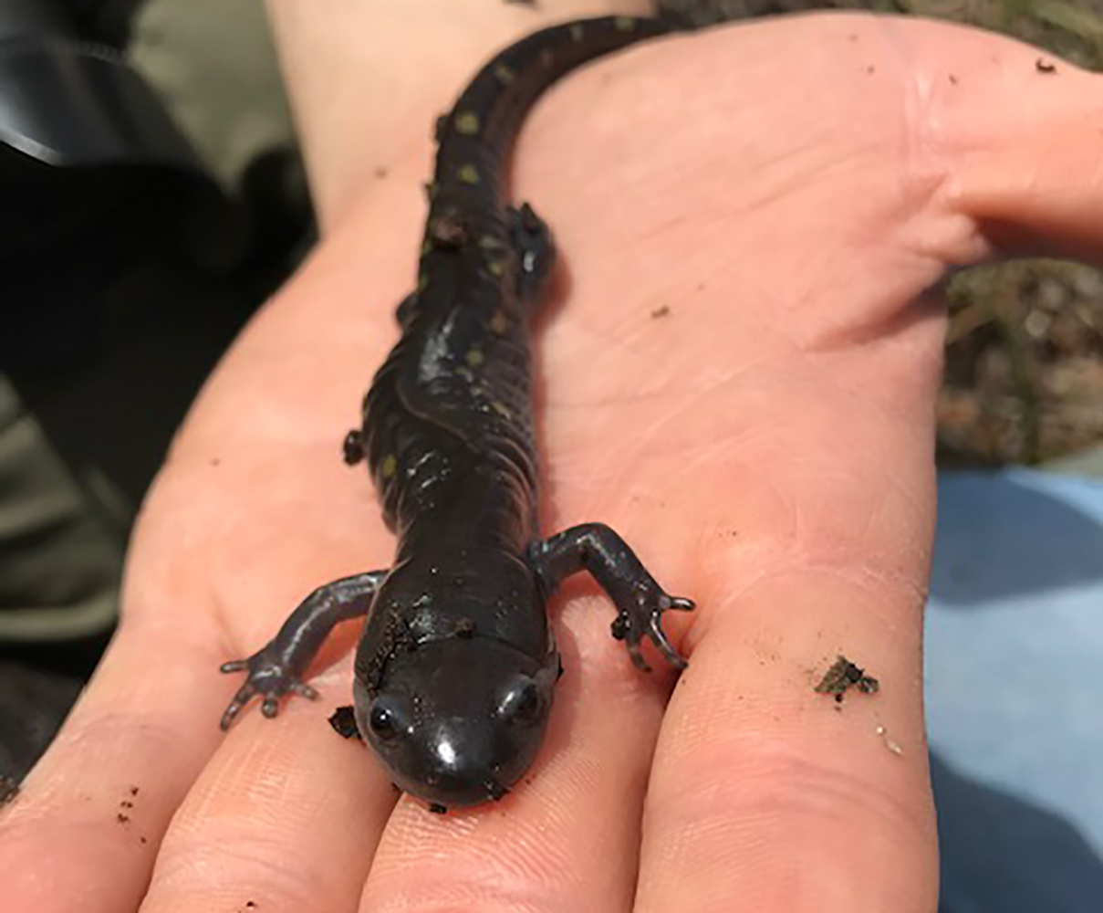 Seen a Salamander? Vernal Pools are Unique Habitats Virginia DWR