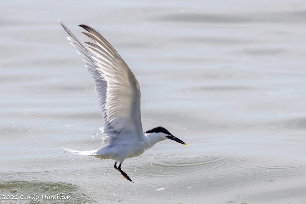 An image of a sandwich tern which is a white bird with a black beak and crown