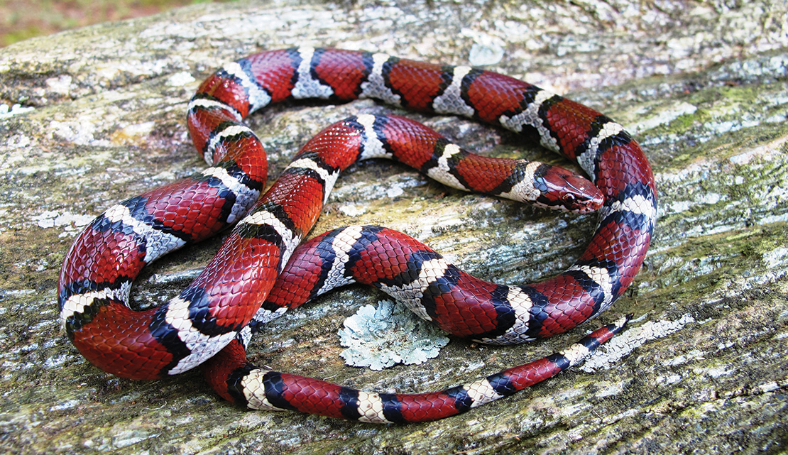 Celebrating Virginia’s Snakes in Honor of National Reptile Awareness ...