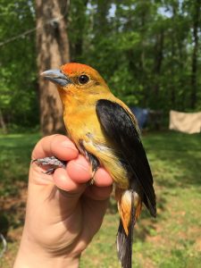 Scarlet tanager being held for banding