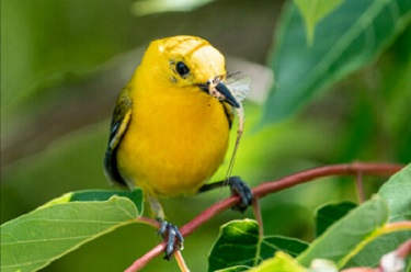 Prothonotary Warbler carrying food