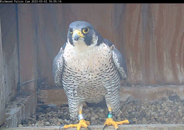 An image of peregrine falcon 95/AK perching on the lip of a wooden nesting box