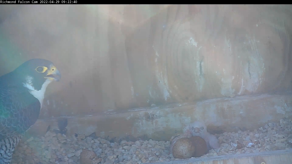 An image of the male peregrine falcon and two hatched chicks