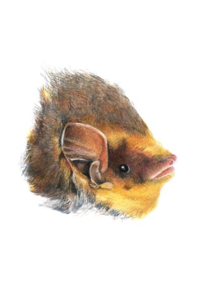 An image of Seminole Bat