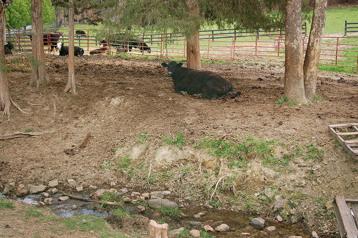 An image of a cow paddock which crosses the stream allowing the livestock to affect the water quality by damaging the streambank and vegetation causing increased sediment load downstream.