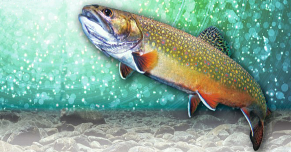 How To Catch And Eat The Delectable Brook Trout MeatEater Fishing ...