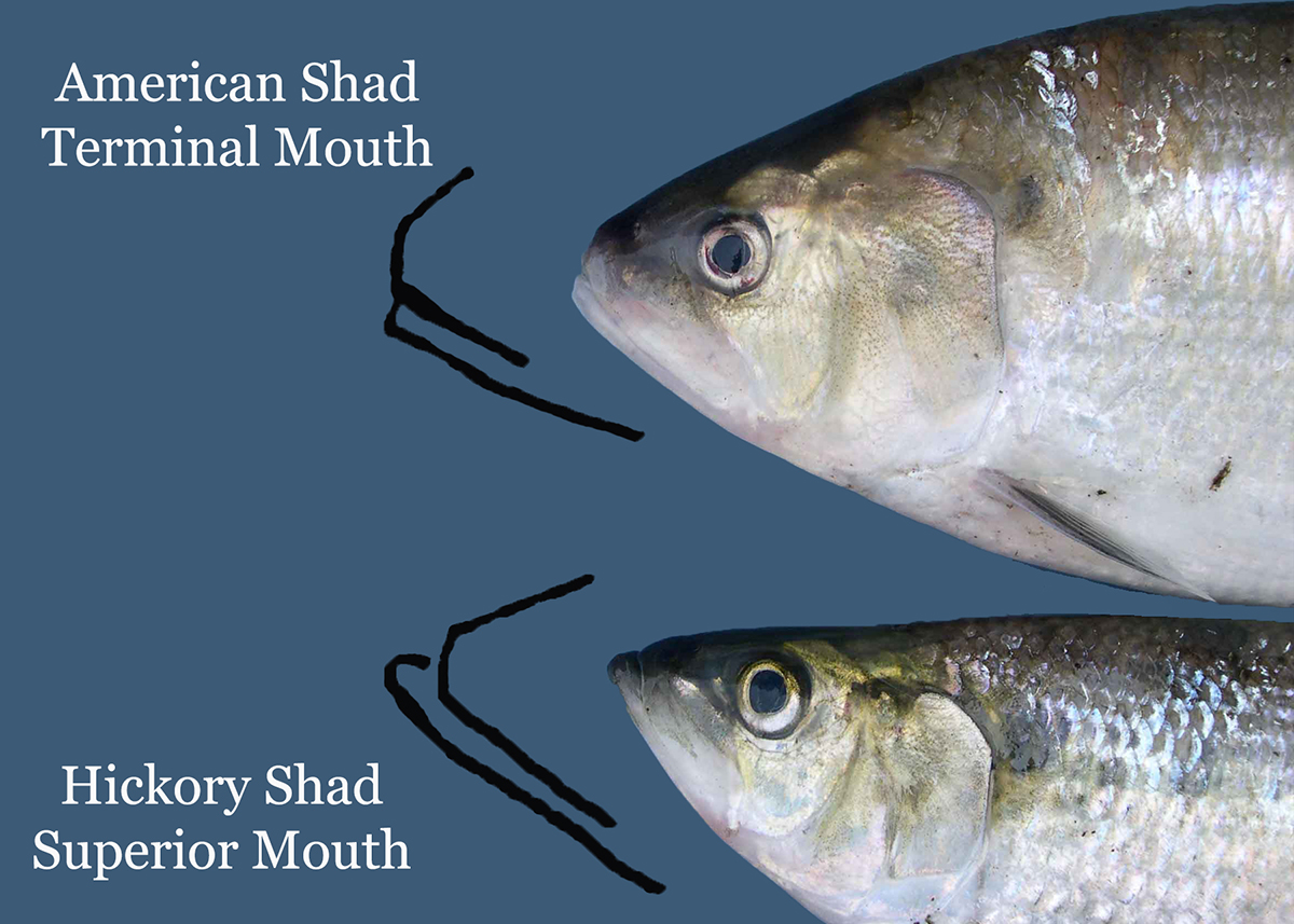 An image showing the differences between the American Shad's terminal mouth with the lower lip being equal to the upper portion and the Hickory Shad's superior mouth with the lower lip being extending past the upper portion.
