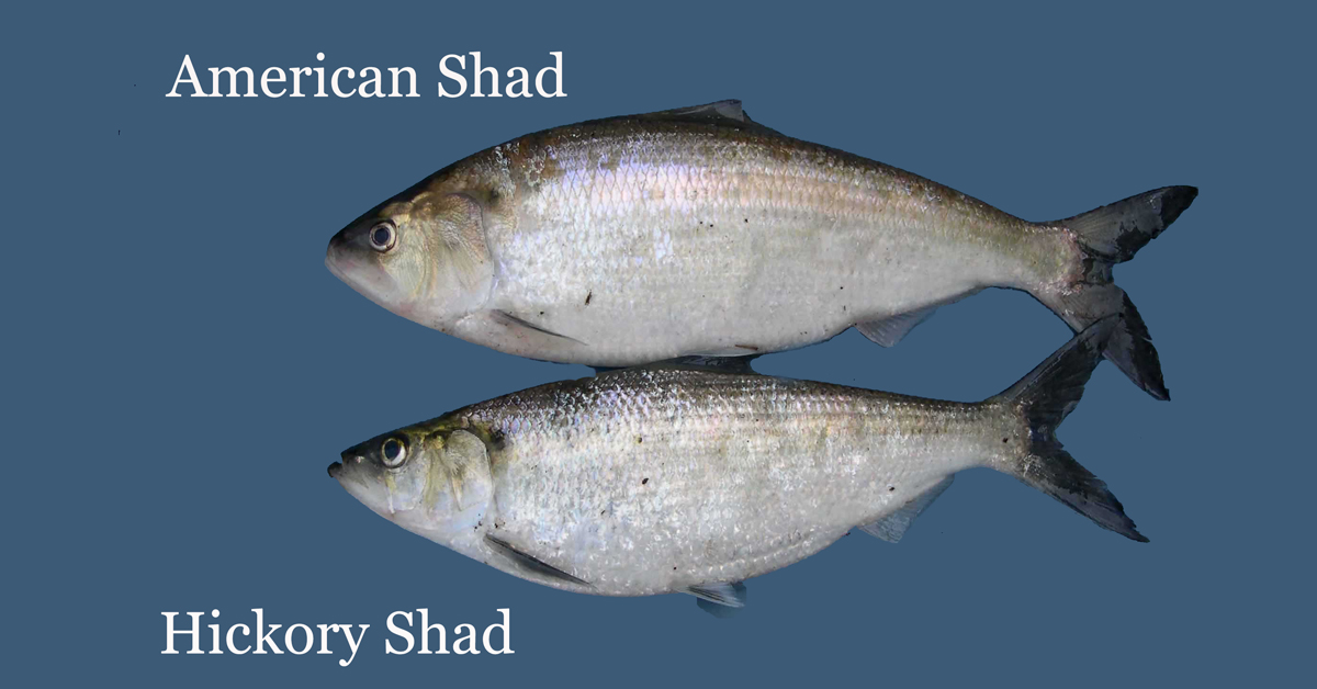 american shad fishing