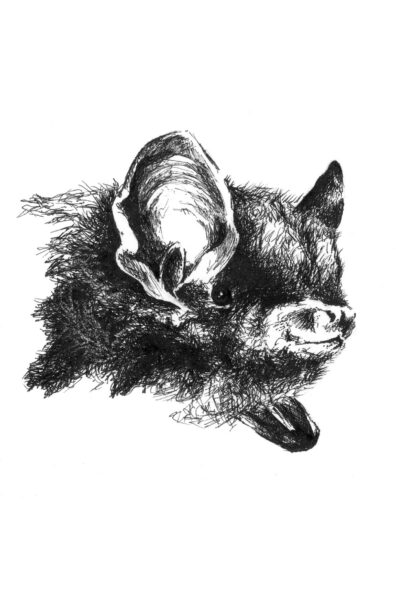 An image of Silver-haired Bat