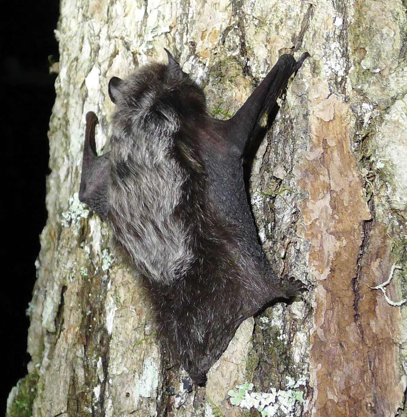 Silver-haired Bat | Virginia DWR