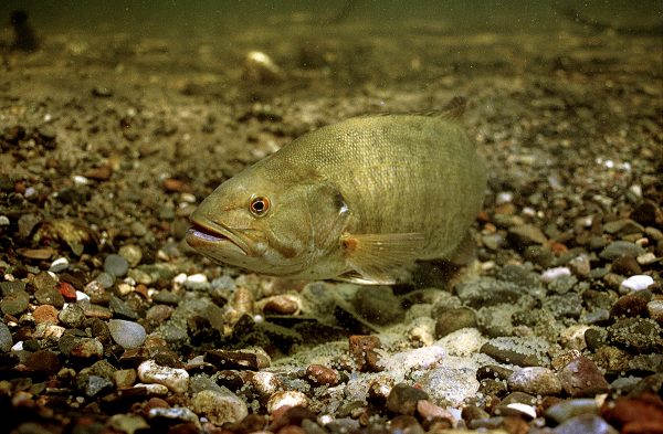 Smallmouth bass with eggs