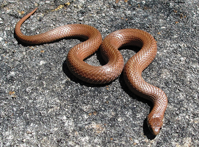 A photo of a brown snake on pavement.