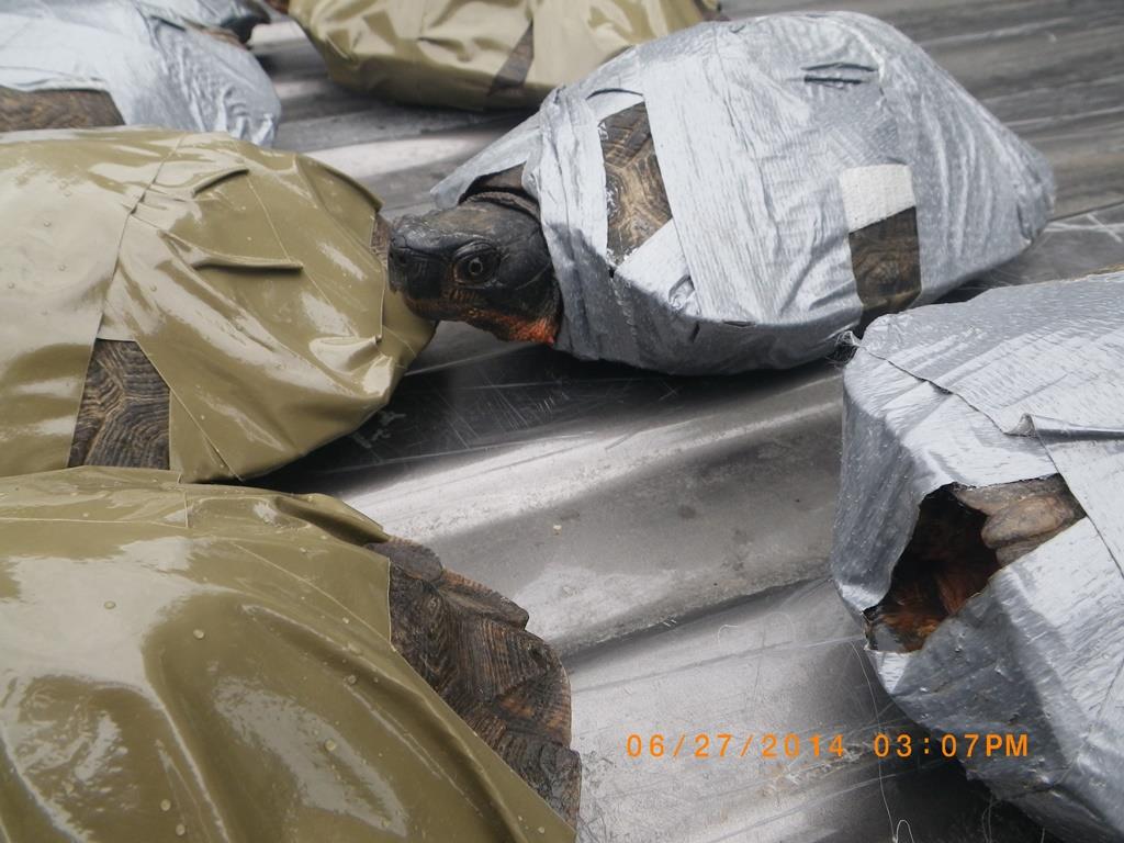 An image of box turtles with duct tape covering their legs to prevent them from moving to making noise when being smuggled