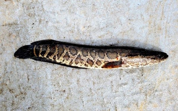 Snakehead on the ground