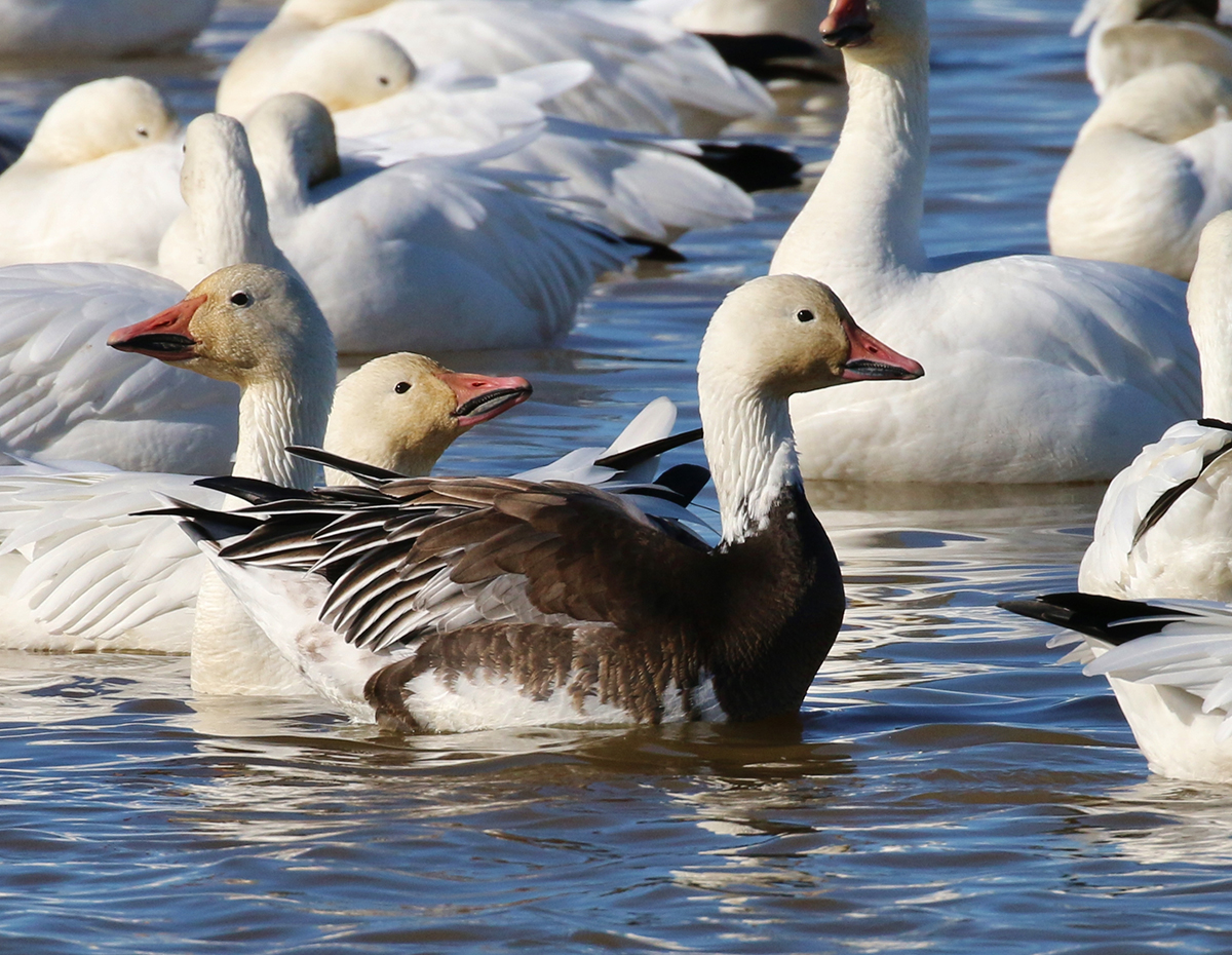 An image of a blue goose which is a color mutation of the barnacled goose
