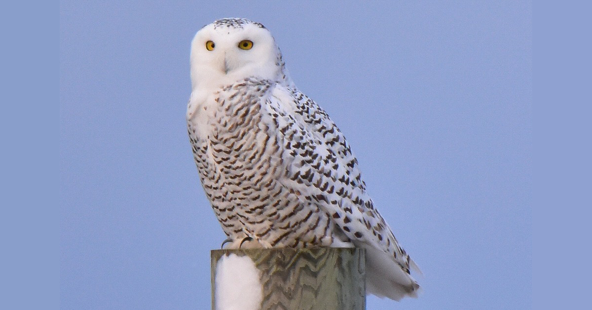 cute real snowy owls