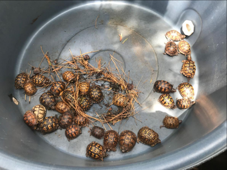 An image of a metal bin billed with baby eastern box turtles which were illegally captured