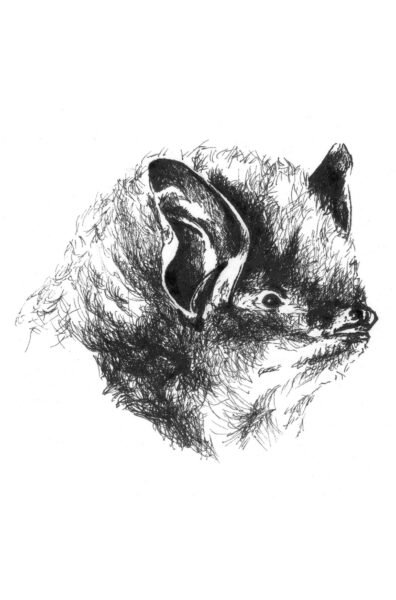 An image of Southeastern Bat
