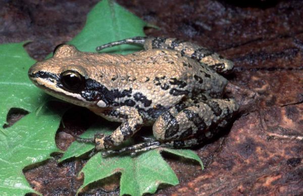 An image of Southern Chorus Frog