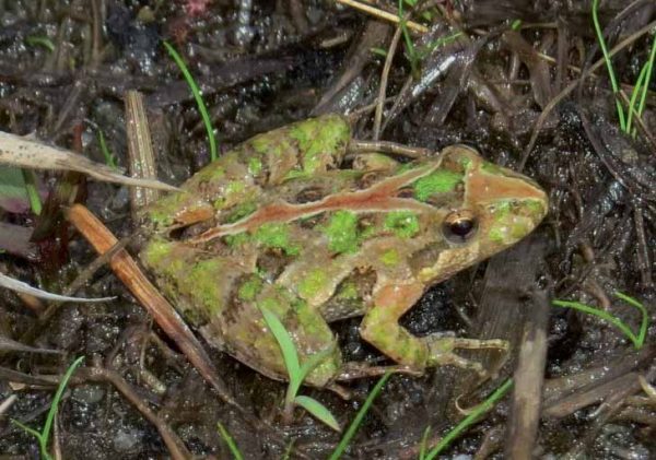 An image of a green spotted southern cricket frog in mud