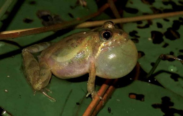 An image of Southern Cricket Frog