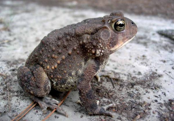 An image of a southern toad as seen from the side