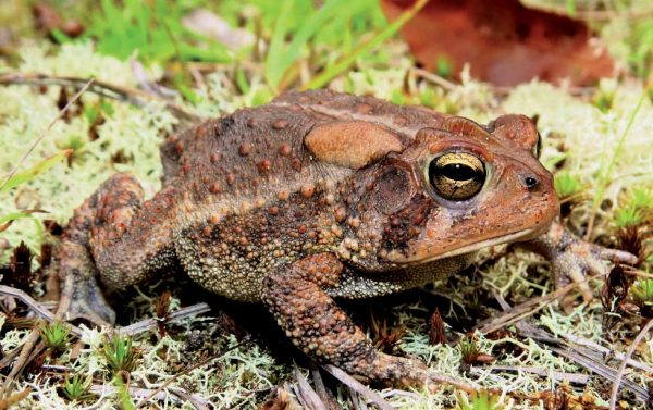 An image of a redder Southern toad
