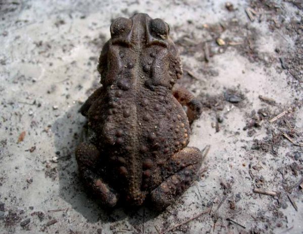 An image of Southern Toad