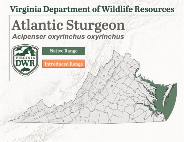 Distribution of Atlantic Sturgeon (Acipenser oxyrinchus oxyrinchus) in Virginia.