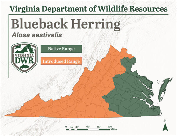 The blueback herring is found throughout Virginia although it is introduced beyond the coastal plain