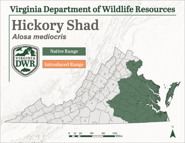 The Hickory shad is found in regions of eastern Virginia