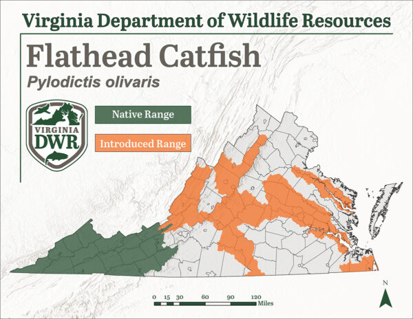 Flathead Catfish distribution in Virginia
