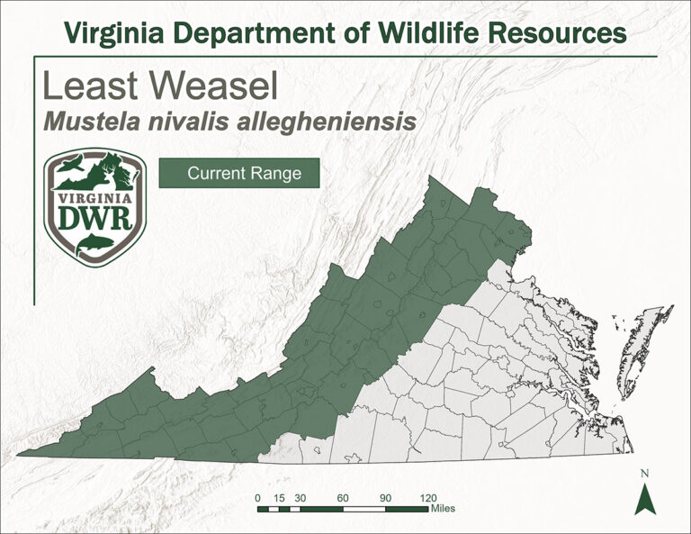 Least Weasel | Virginia DWR