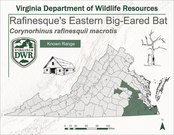 Rafinesque's Eastern Big-Eared Bat distribution within Virginia