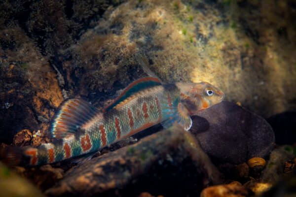 An image of Candy Darter