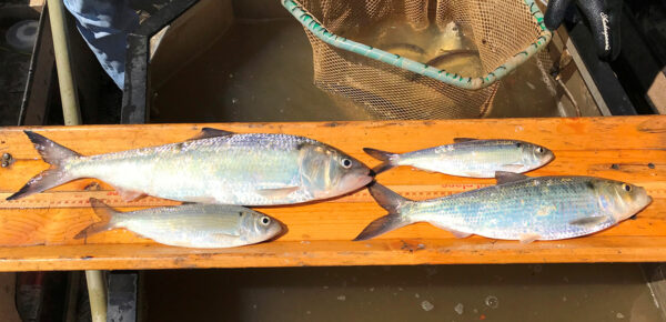 The alewife looks similar to several other native fish species in this image it is the fish on the bottom left