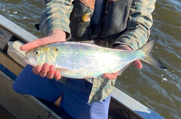 An image of American Shad