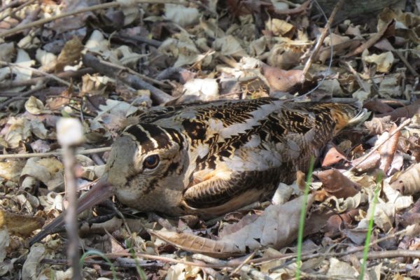An image of American Woodcock