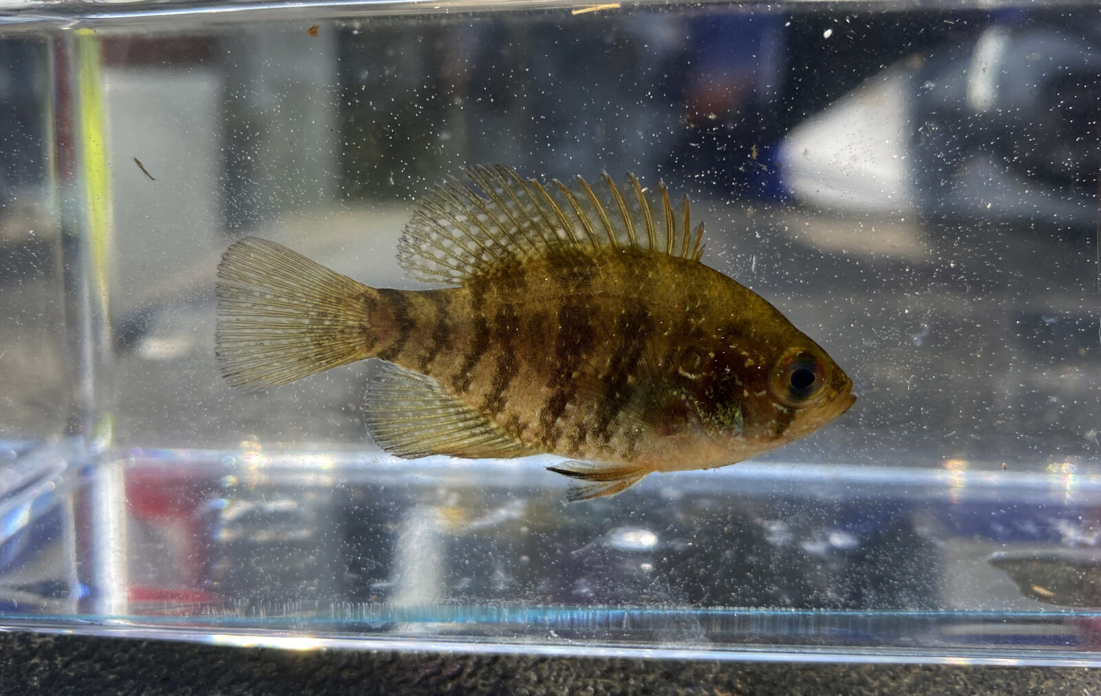 Banded Sunfish | Virginia DWR