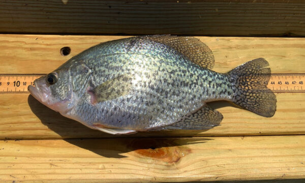 An image of Black Crappie