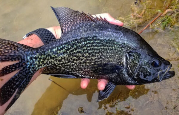 An image of a dark black crappie with breeding iridescence