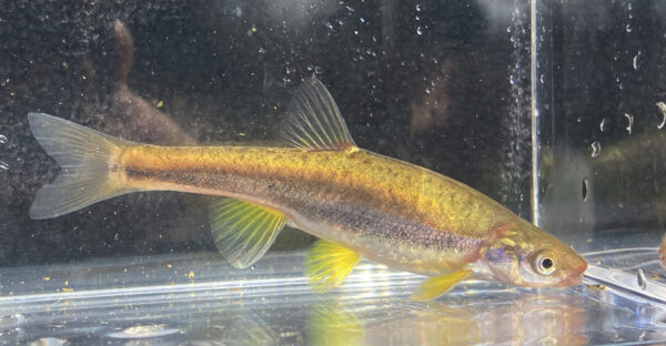 An image of Blackside Dace